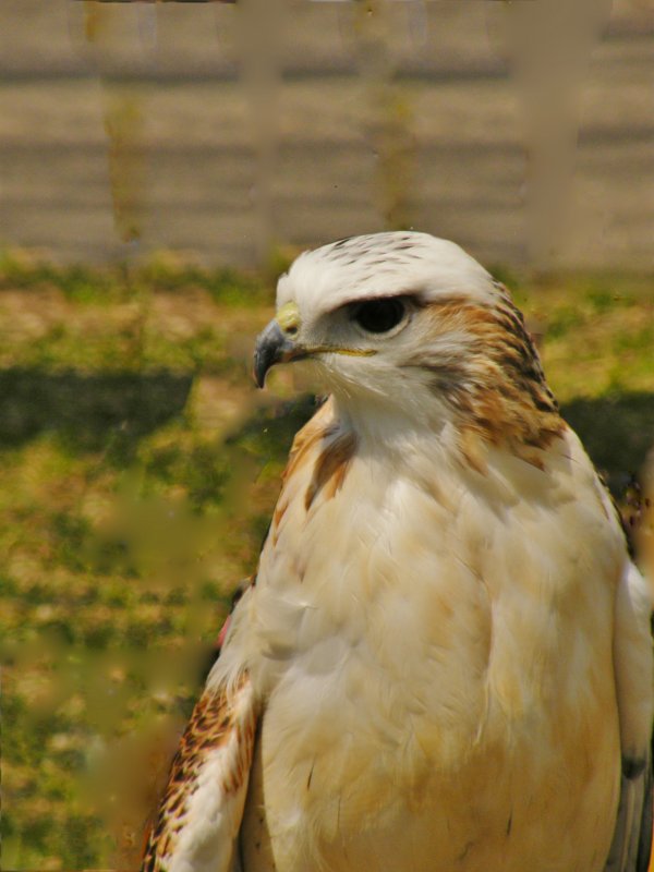 Red Tailed Hawk (Eastern)