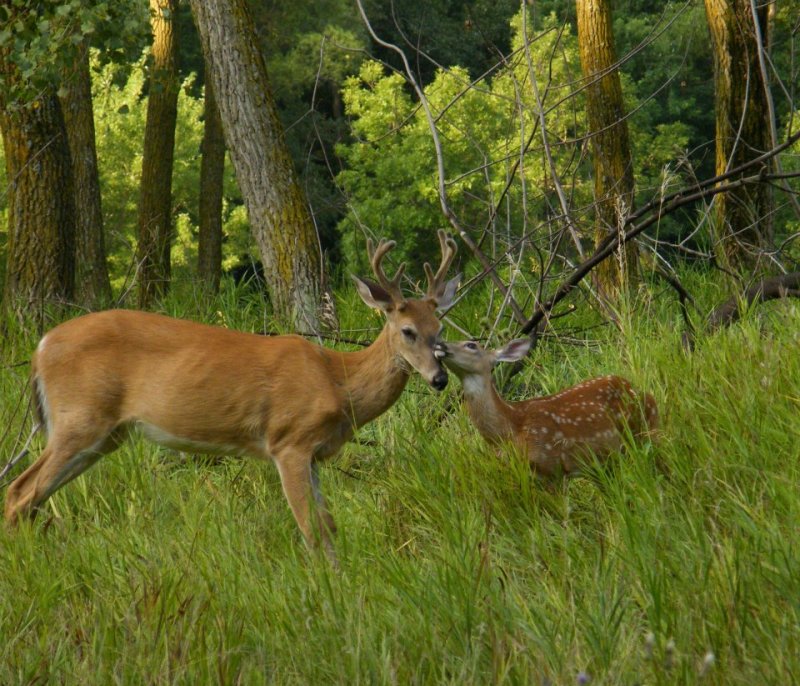 Charley Brown with Orphan Fawn
