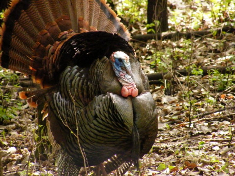 Displaying for Hens