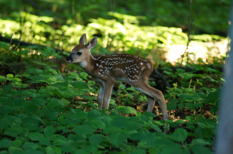 Beggar's fawn born 05/30/2012