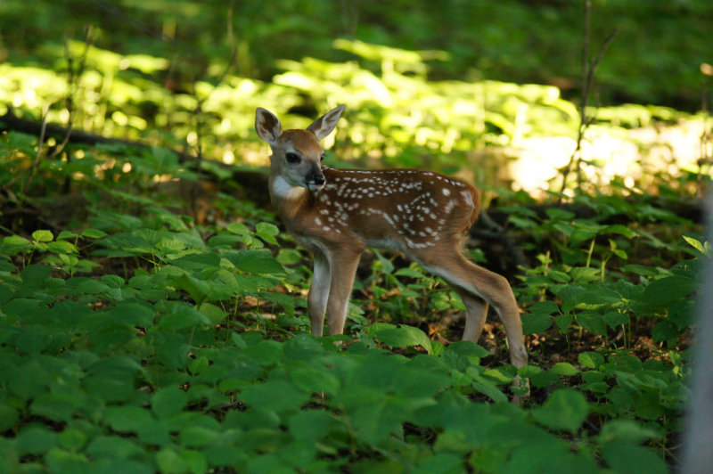 One of  Beggar's new fawns (2012)
