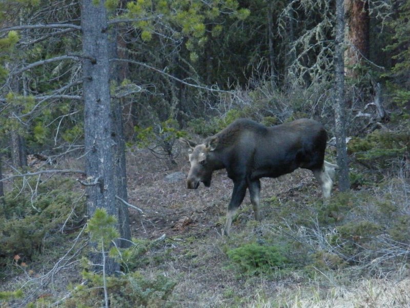 Moose running down hill  2012