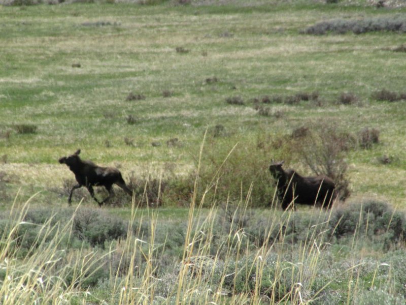 Yearling moose running past the willows 2012