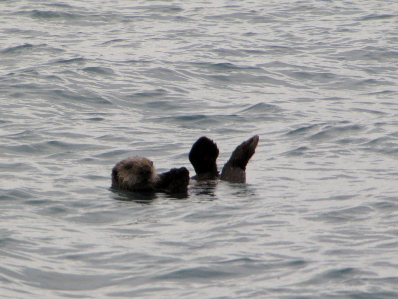 2012 Sea Otter