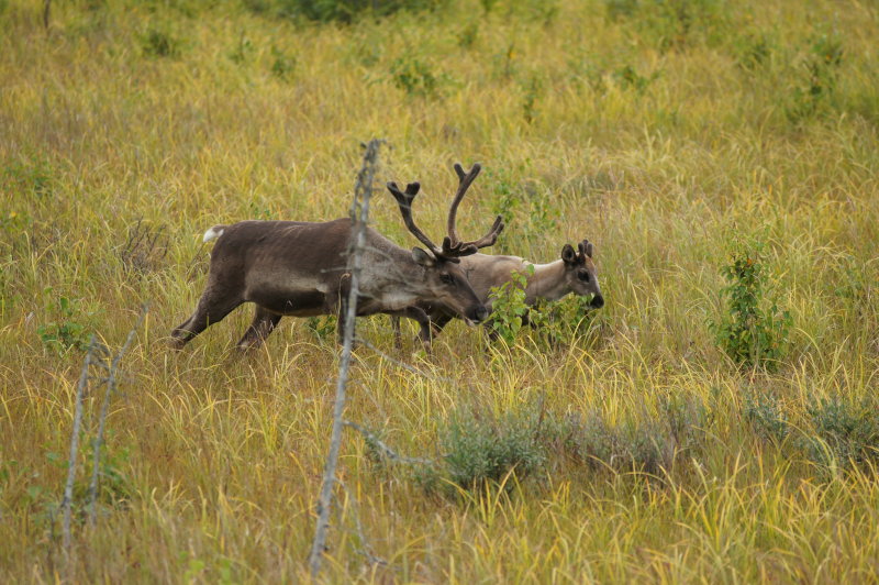 2012 Caribou by Soldotna
