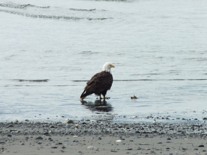 2012 Eagle sitting on shore in Homer