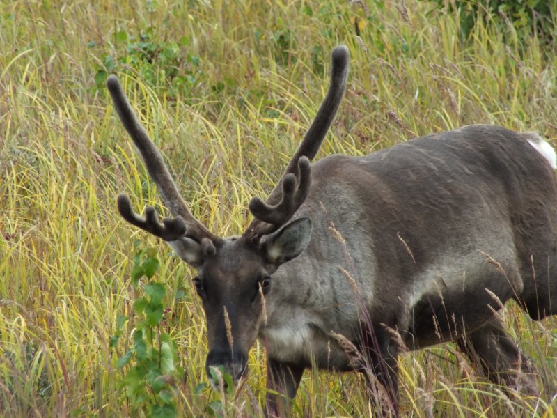 2012 Caribou Cow