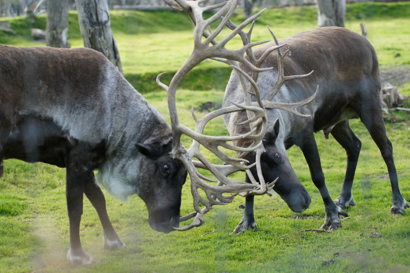 2012 Battling Caribou