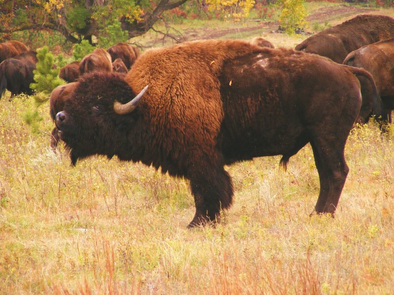 Buffalo Bull