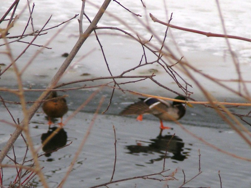 Duck skating.