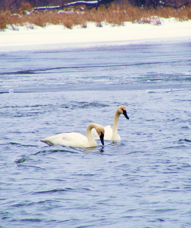 A pair of Swans