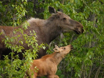 Moose Cow with Calf