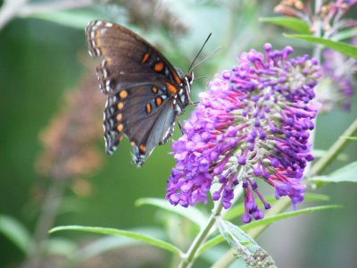 2011_0913Summer 041.JPG
