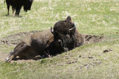 Yellowstone Natl Park