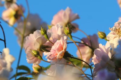 Paul's Himalayan Musk