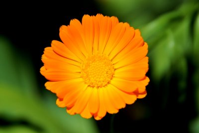 Calendula officinalis