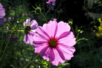 Cosmos Backlight