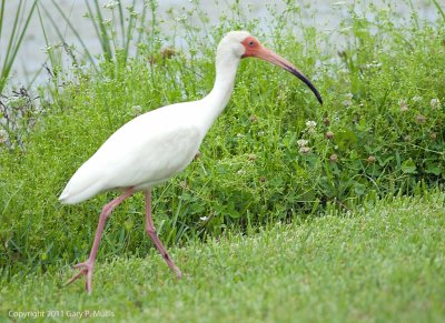 Bird.tif