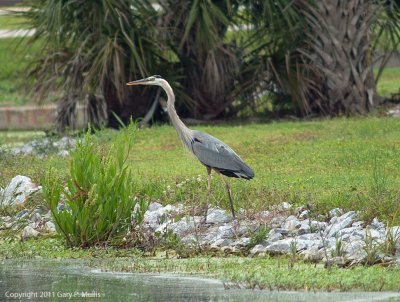 Hanging out along the water.tif