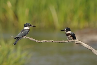 DSC_8393.jpg