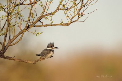 _DSC6588.jpg