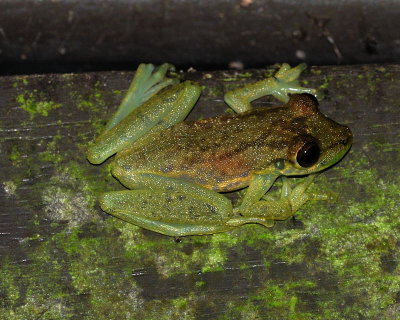 Emerald glass frog (Centrolenella prosoblepon)