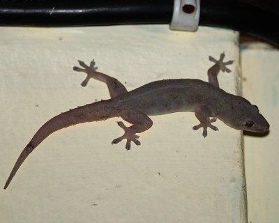 House gecko (Hemidactylus frenatus)
