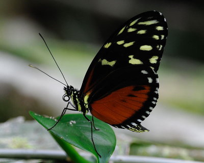 Tiger Longwing (Heliconius hecale zuleika)