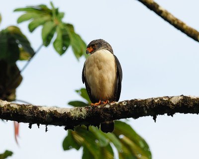 Semiplumbeous Hawk (Leucopternis semiplumbeus)