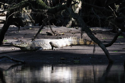 Spectacled Caiman (Caiman crocodilus)