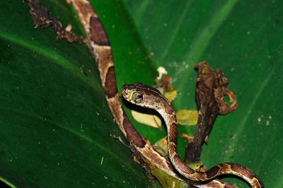 Brown blunt-headed vine snake (Imantodes cenchoa)