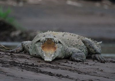 American Crococodile (Crocodylus acutus)
