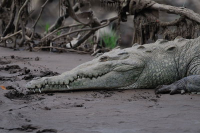 American Crocodile (Crocodylus acutus)