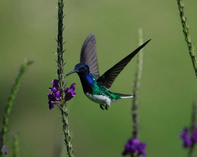 White-necked Jacobin (Florisuga mellivora)