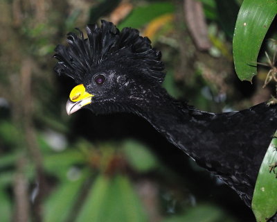 Great Curassow (Crax rubra)