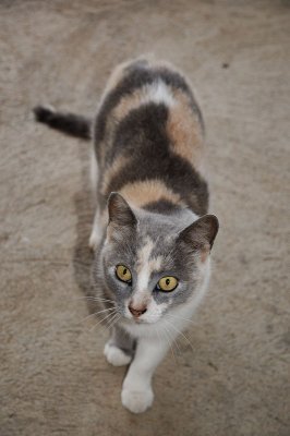 Housecat (Felis catus)