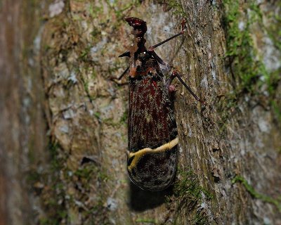 Phrictus quinquepartitus (Fulgoridae, Hemiptera)