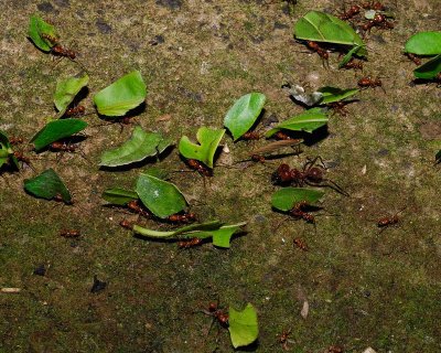 Leafcutter Ant (Atta cephalotes)