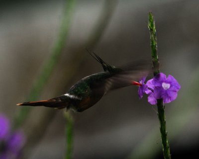 White-crested Coquette (Lophornis adorabilis)