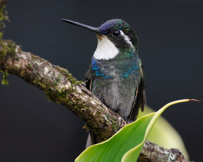 Birds - Costa Rica