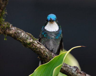 White-throated Mountain-gem (Lampornis castaneoventris)