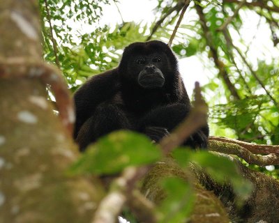 Mammals - Costa Rica