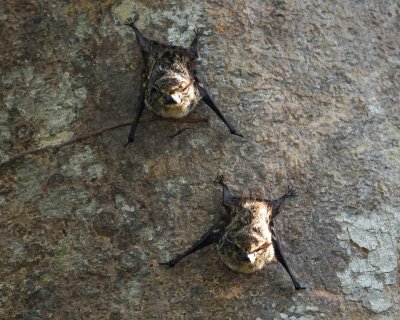 Long-nosed Bat (Proboscis Bat) (Rhynchonycteris naso)