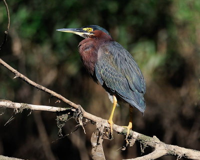 Green Heron (Butorides virescens)