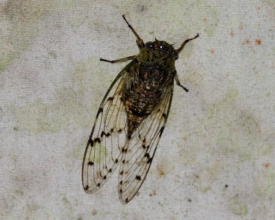 Cicada (Cicadidae)