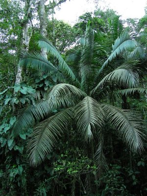 Tropical Wet, lowland forest