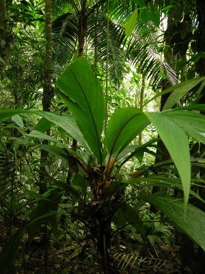 Tropical Wet, lowland forest