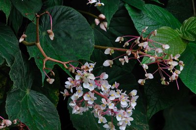 [Begoniaceae] Begonia involucrata