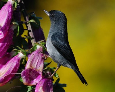 Slaty Flowerpiercer (Diglossa plumbea)