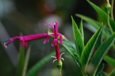 [Campanulaceae] Centropogon gutierrezii